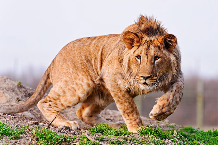 عکس شیر سلطان جنگل (10)