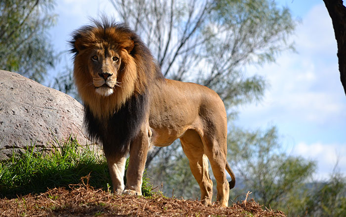 عکس شیر سلطان جنگل (11)