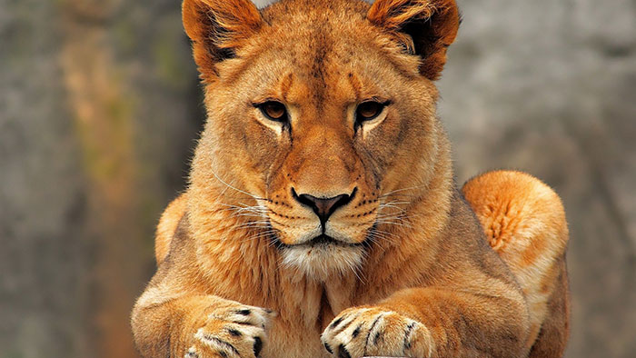 عکس شیر سلطان جنگل (12)