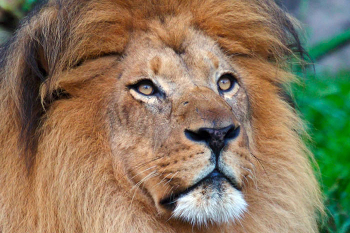عکس شیر سلطان جنگل (23)
