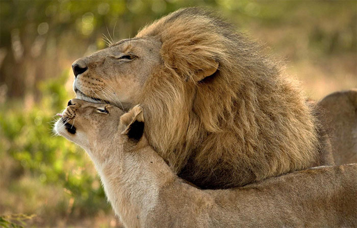 عکس شیر سلطان جنگل (24)