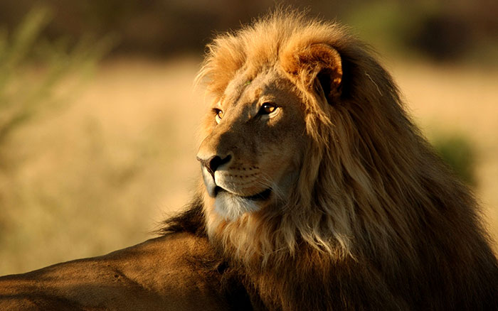عکس شیر سلطان جنگل (3)