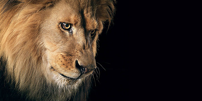 عکس شیر سلطان جنگل (6)