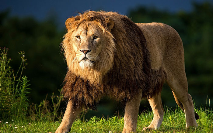 عکس شیر سلطان جنگل (9)