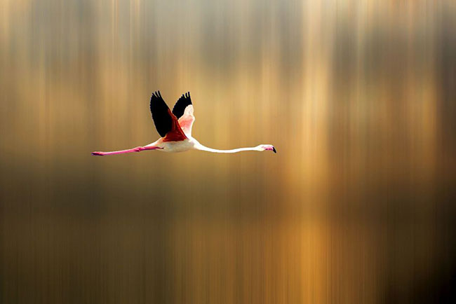 flamingo-photos-1.jpg