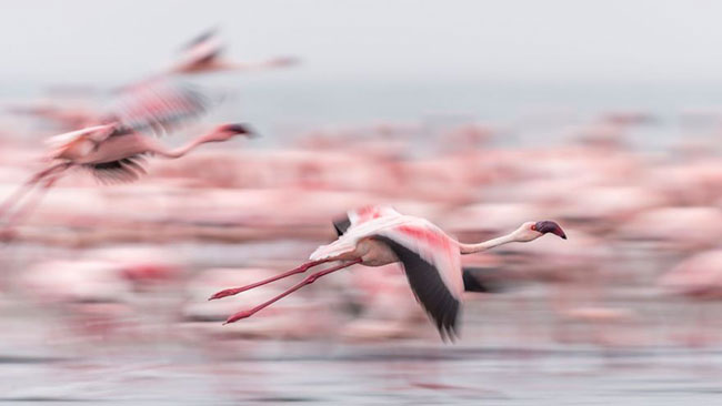 flamingo-photos-10.jpg