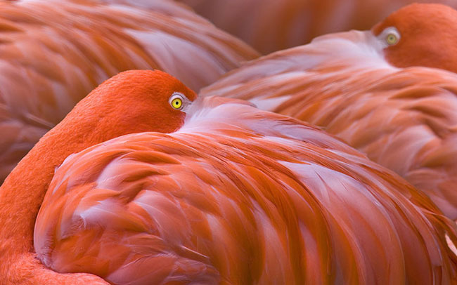 flamingo-photos-11.jpg