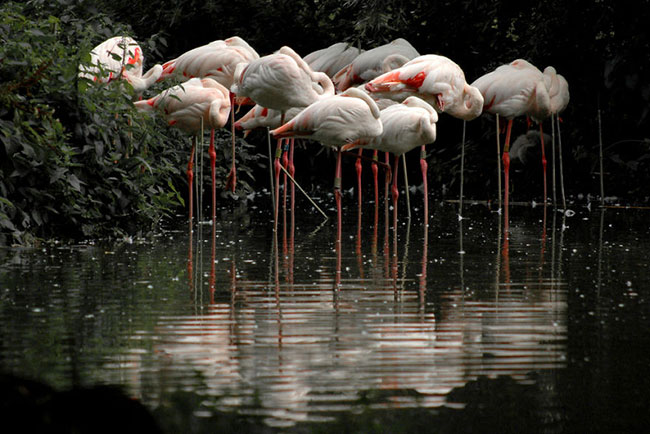 flamingo-photos-13.jpg