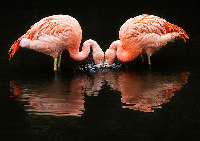 flamingo-photos-14.jpg