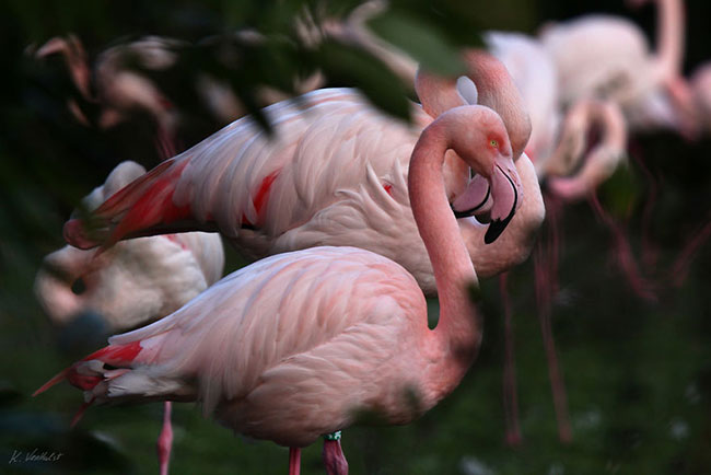 flamingo-photos-15.jpg