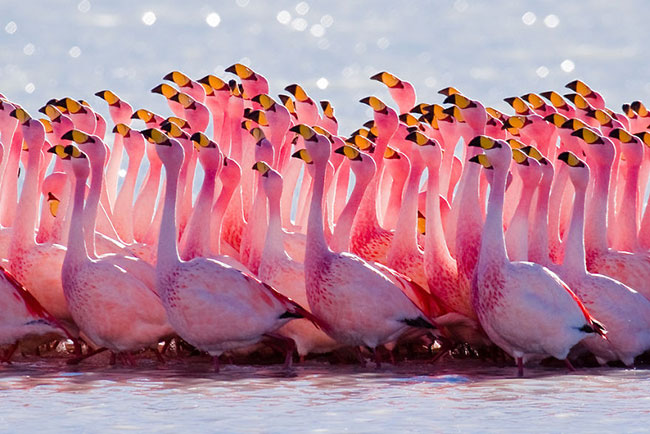 flamingo-photos-16.jpg