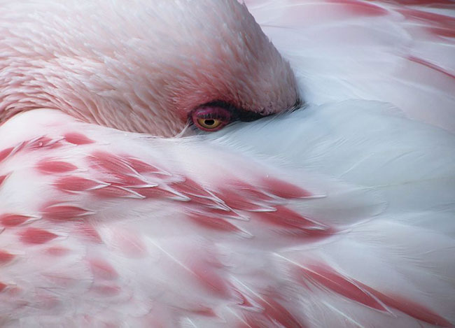flamingo-photos-17.jpg