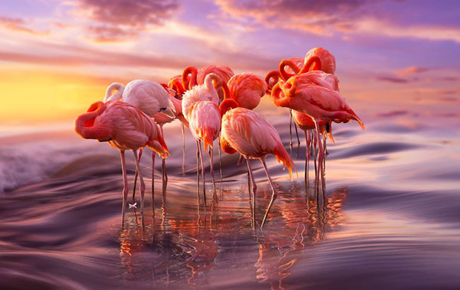 flamingo-photos-2.jpg
