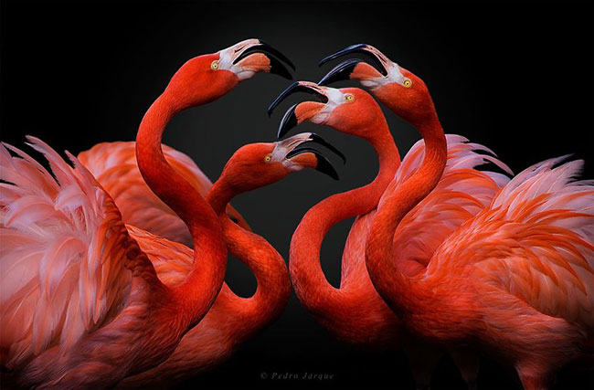 flamingo-photos-3.jpg