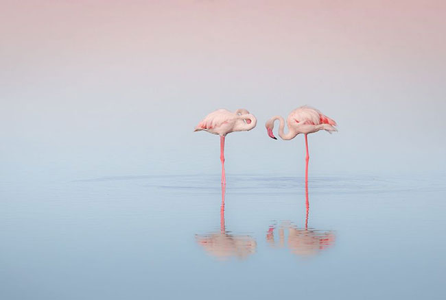 flamingo-photos-4.jpg
