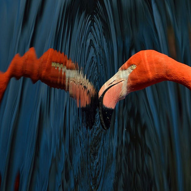flamingo-photos-5.jpg