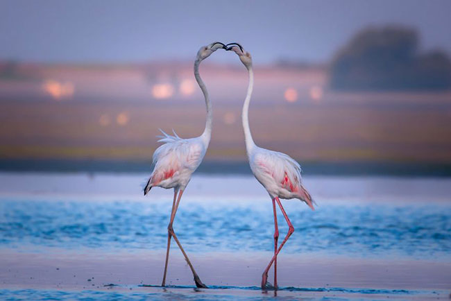 flamingo-photos-6.jpg