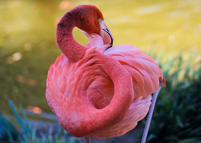 flamingo-photos-7.jpg