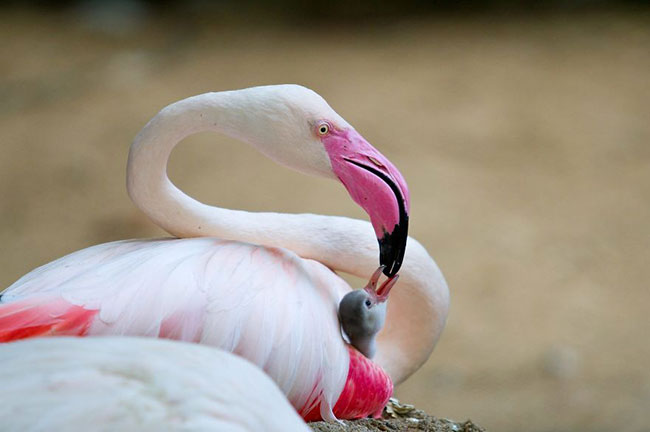 flamingo-photos-9.jpg