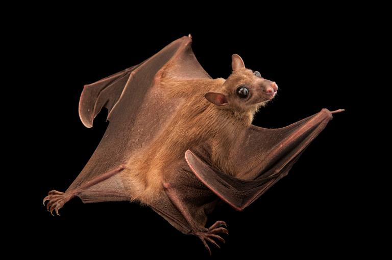 16 عکس باورنکردنی از خفاش های شگفت انگیز که پیش از این ندیده اید
